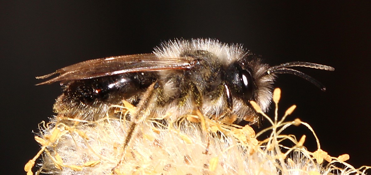 Andrena vaga-m